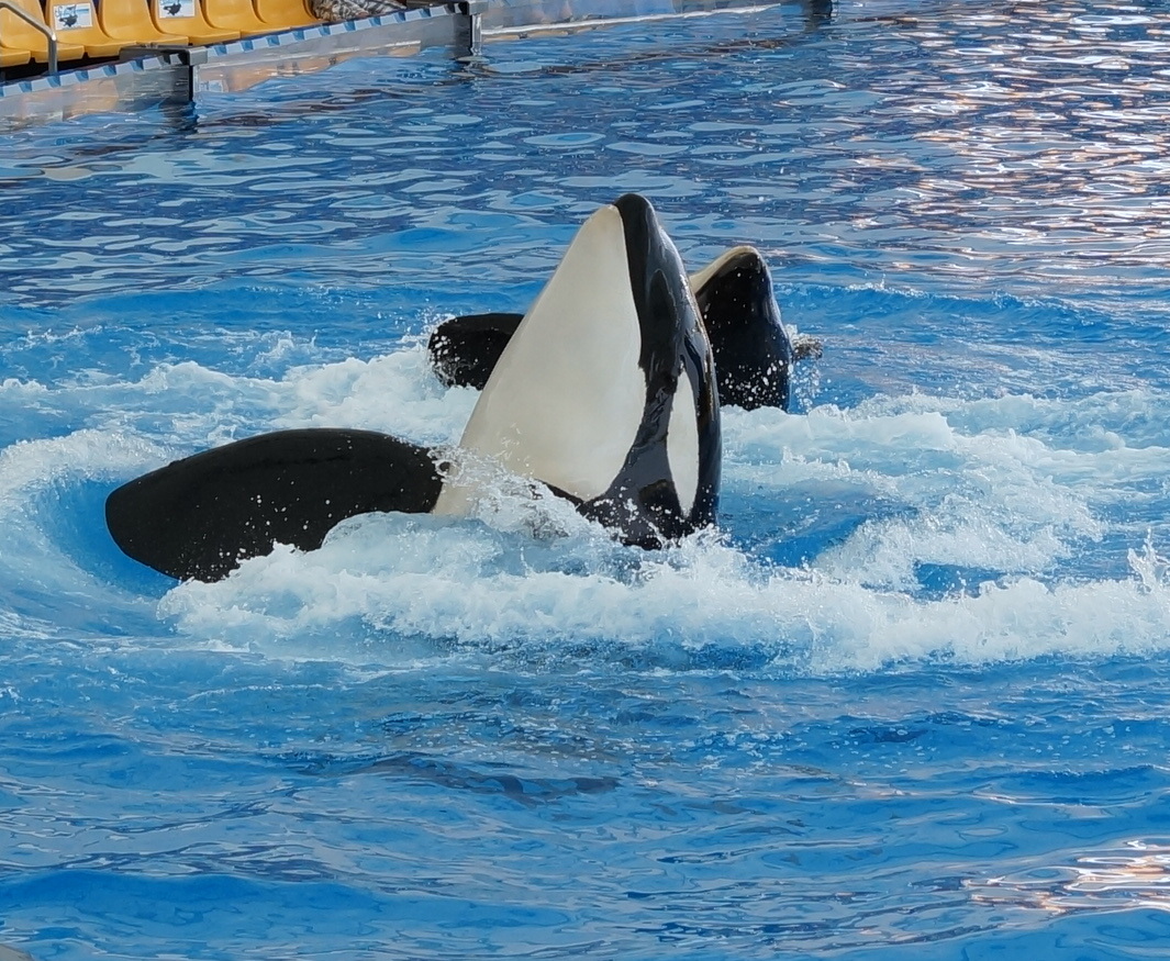 schön wie Orcas tanzen können