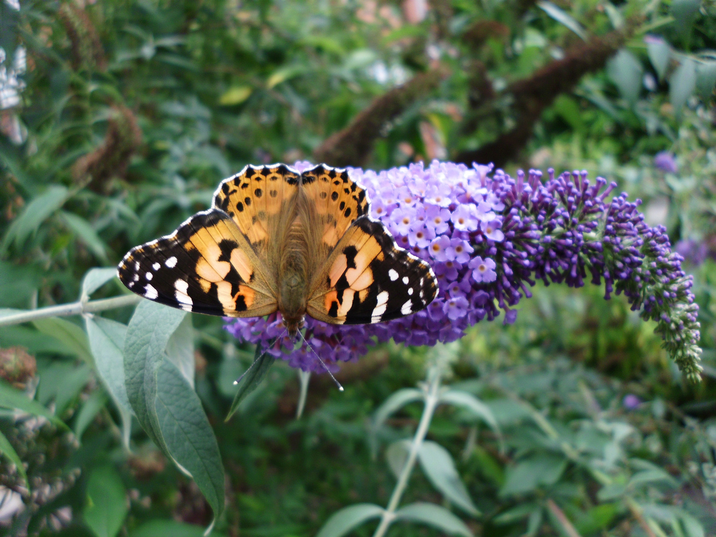 schön wie Schmetterling...