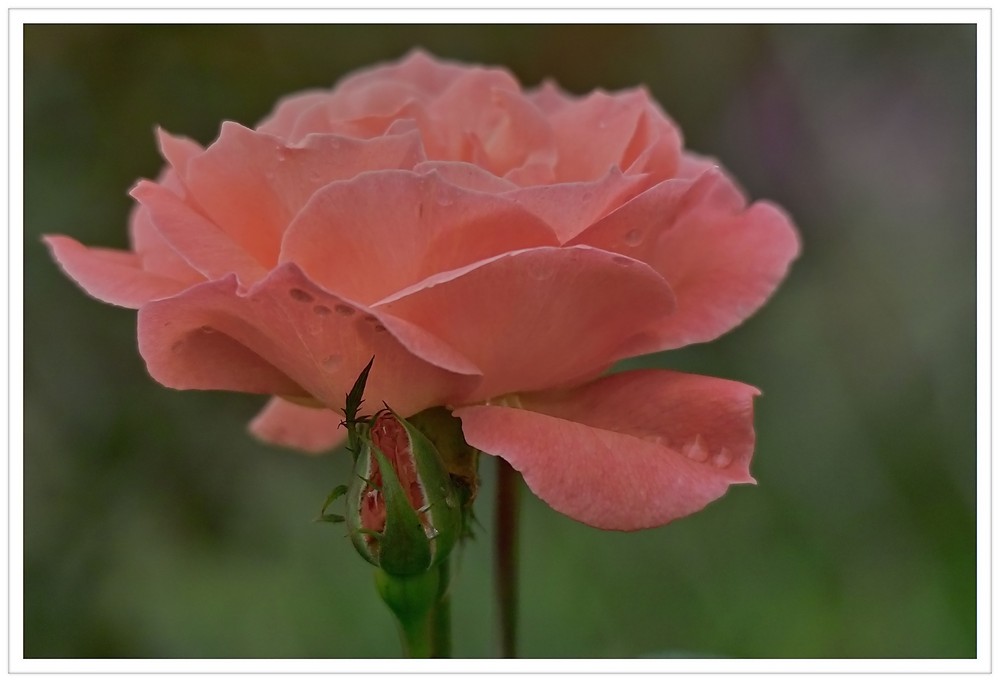 Schön zeigen sich die späten Rosen.II