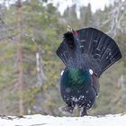 schön zu sehen, warum er zu den Raufuß-Hühnern zählt 