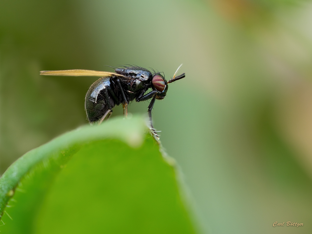 Schönauge - Lauxania cylindricornis