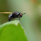 Schönauge - Lauxania cylindricornis