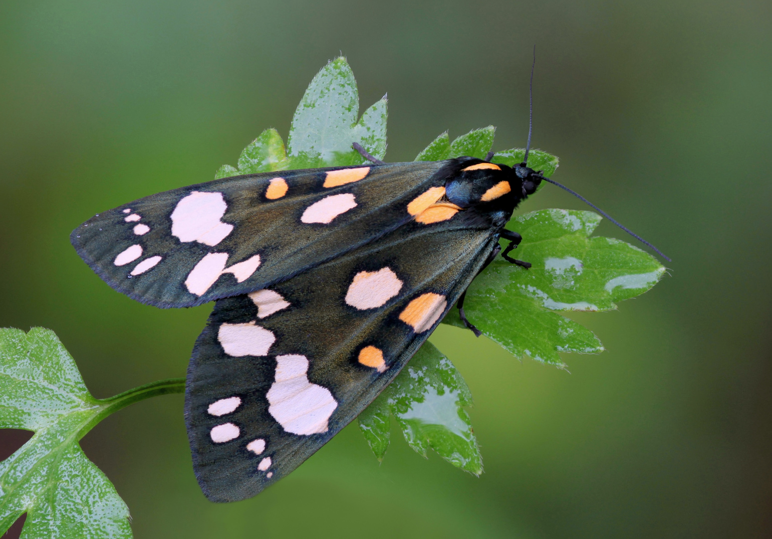 Schönbär (Callimorpha dominula)