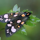 Schönbär (Callimorpha dominula)