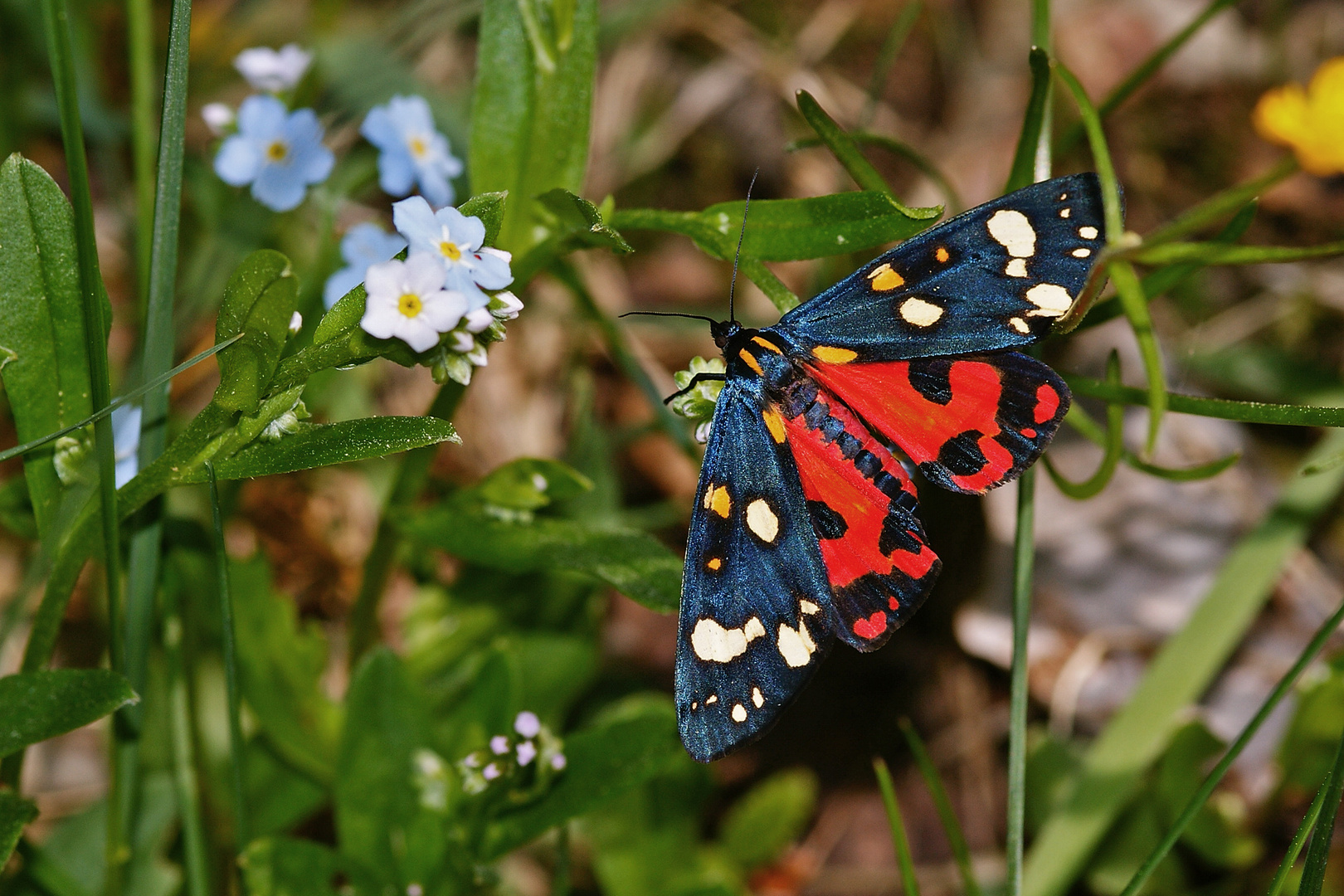 Schönbär (Callimorpha dominula) 2