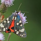 Schönbär (Callimorpha dominula)