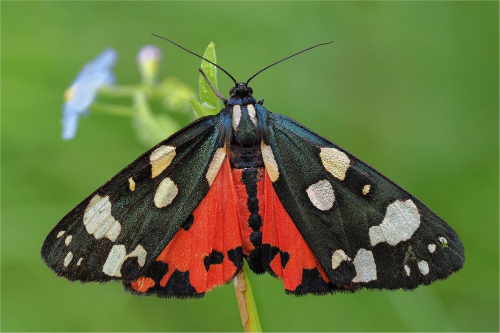 Schönbär (Callimorpha dominula)