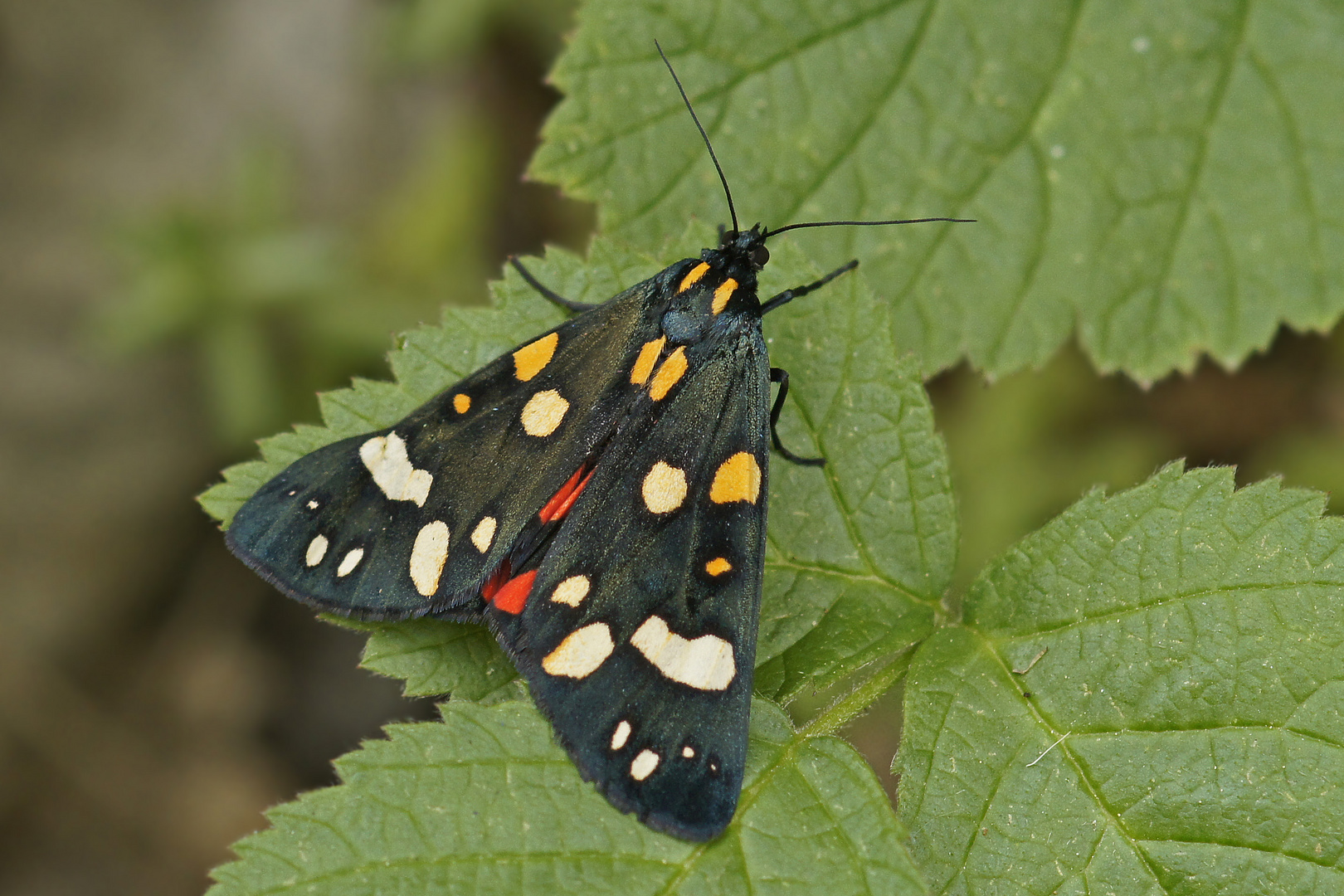 Schönbär (Callimorpha dominula)