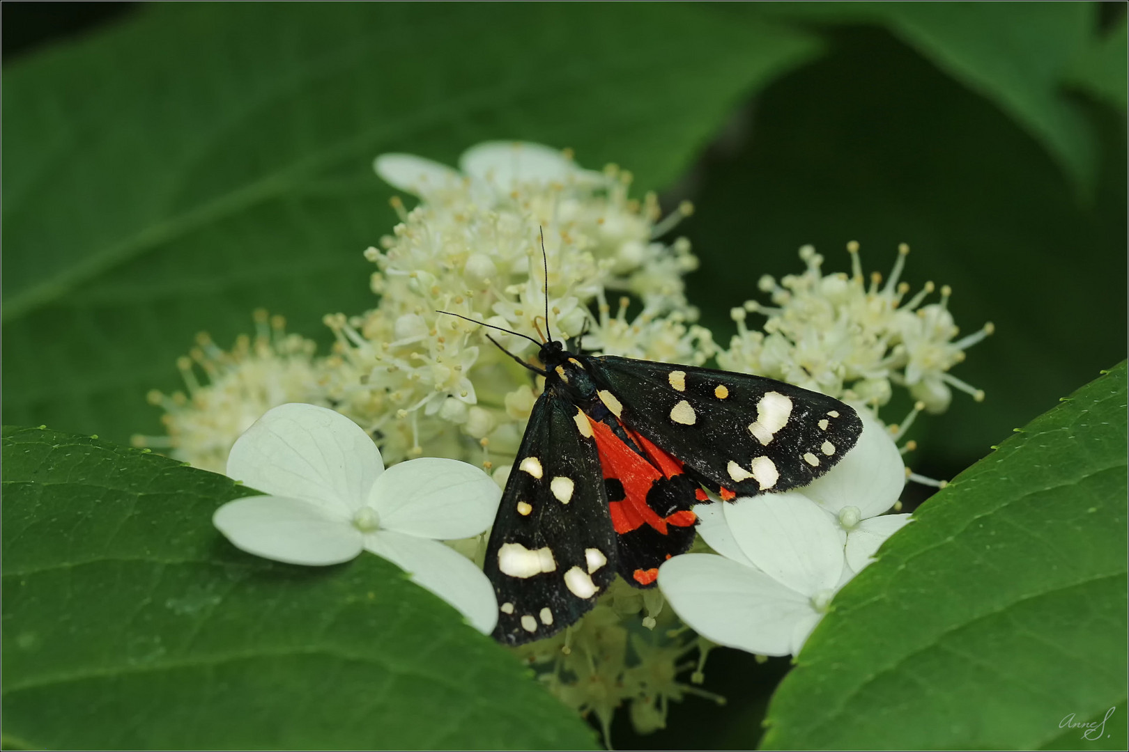 Schönbär (Callimorpha-Dominula)