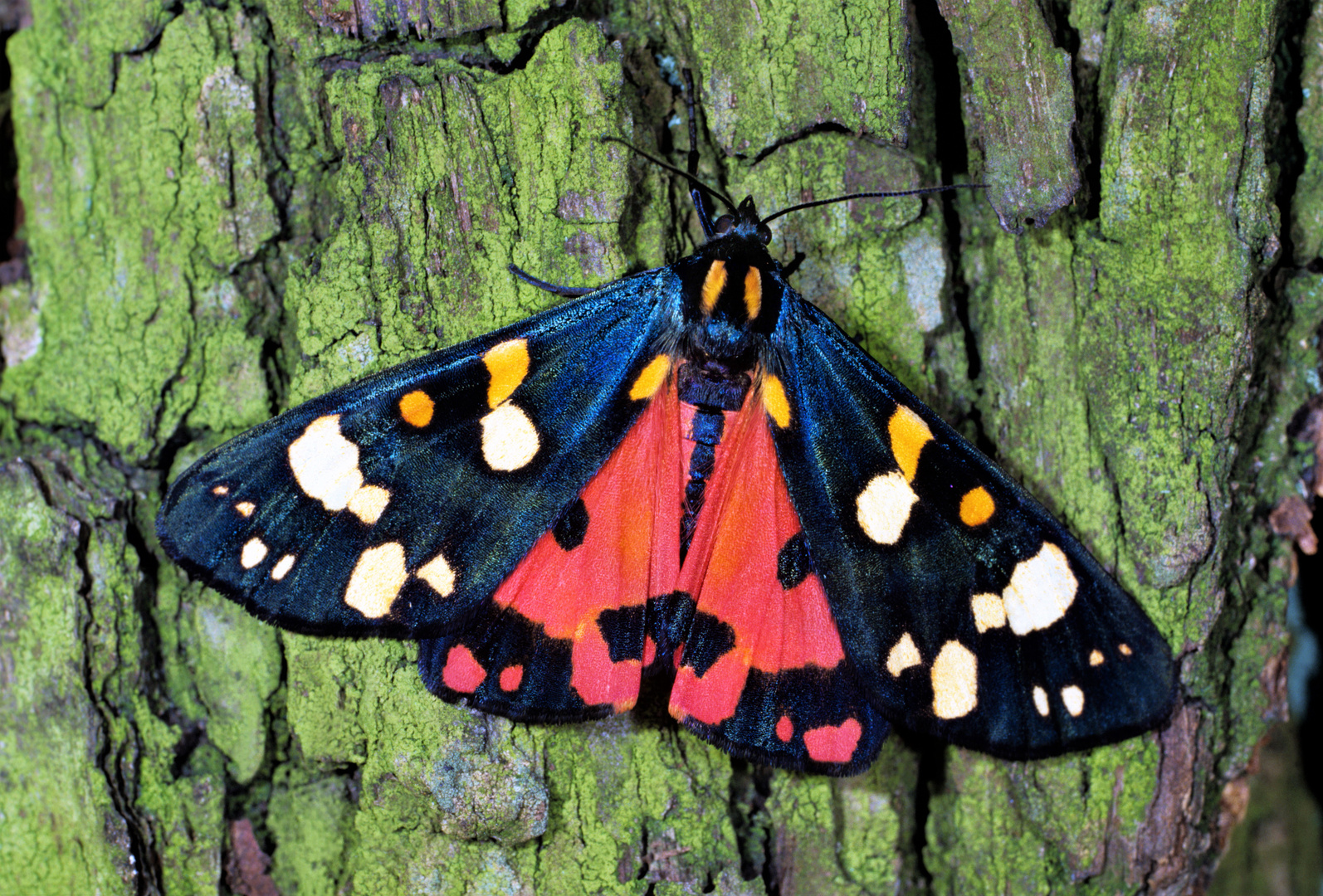 Schönbär, Callimorpha dominula