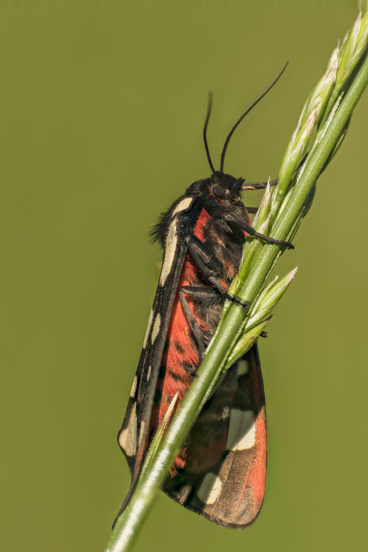 Schönbär (Callimorpha dominula)