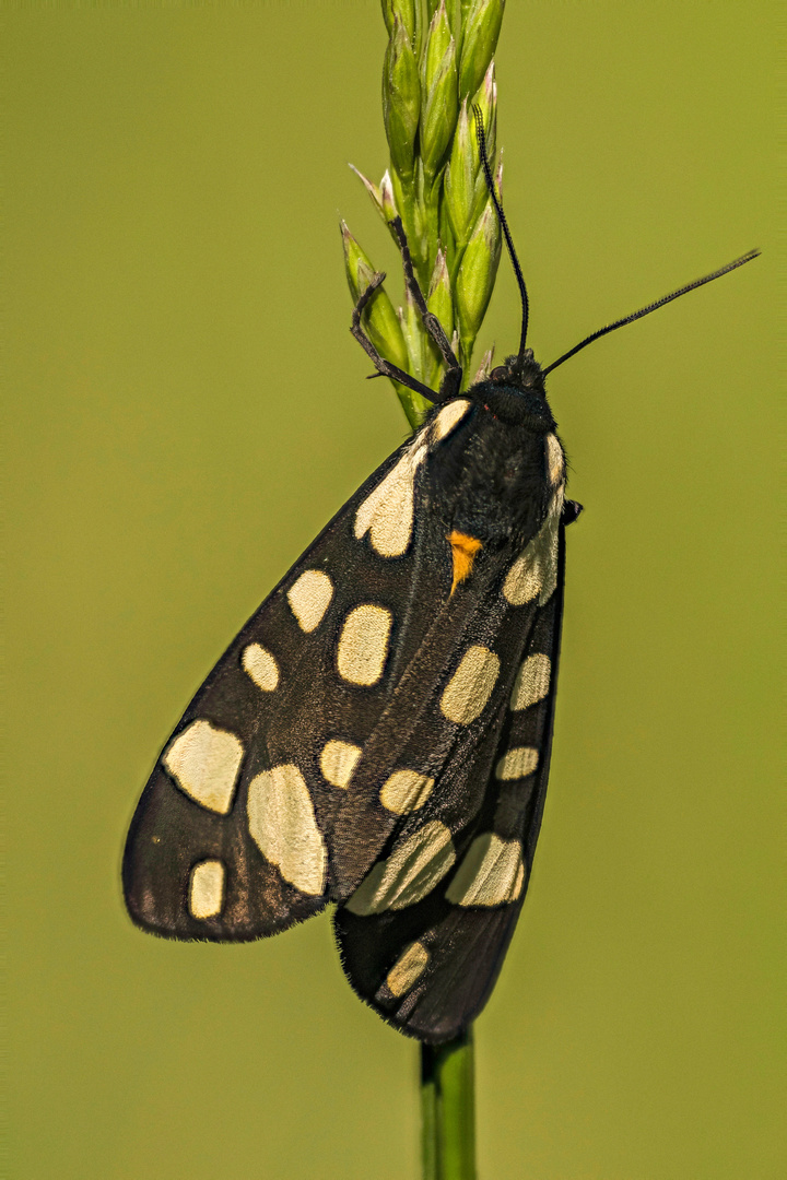 Schönbär (Callimorpha dominula) II