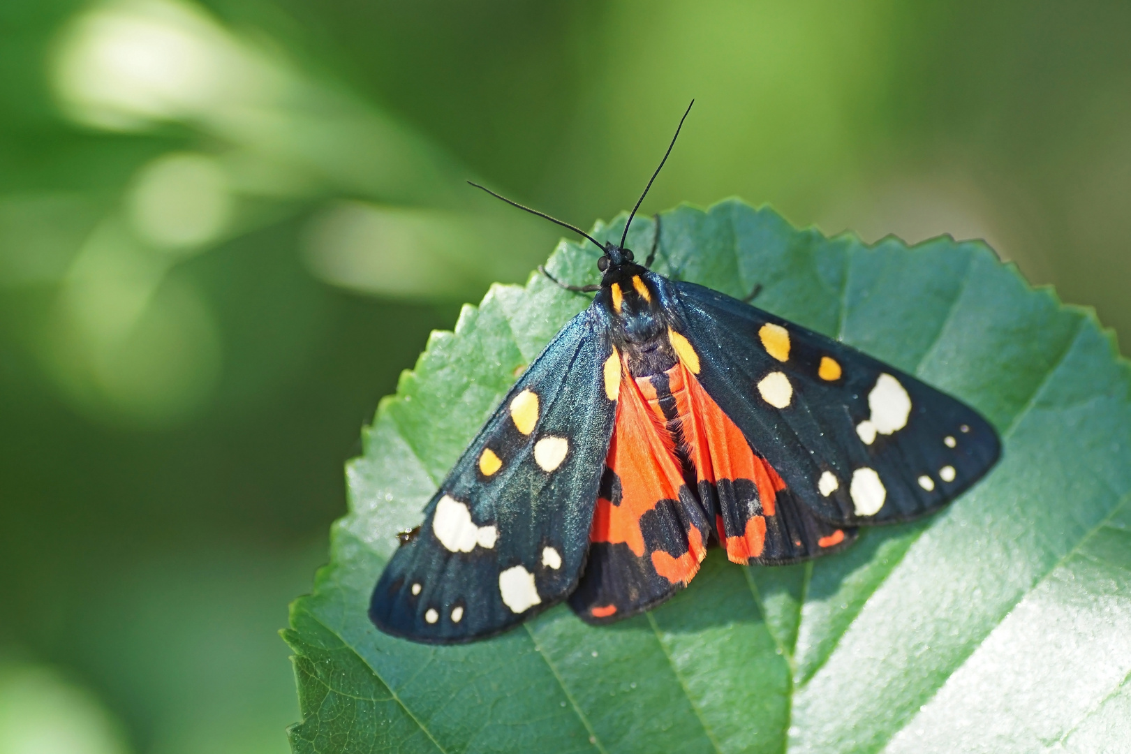 Schönbär (Callomorpha dominula)