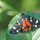 Schönbär (Callomorpha dominula)