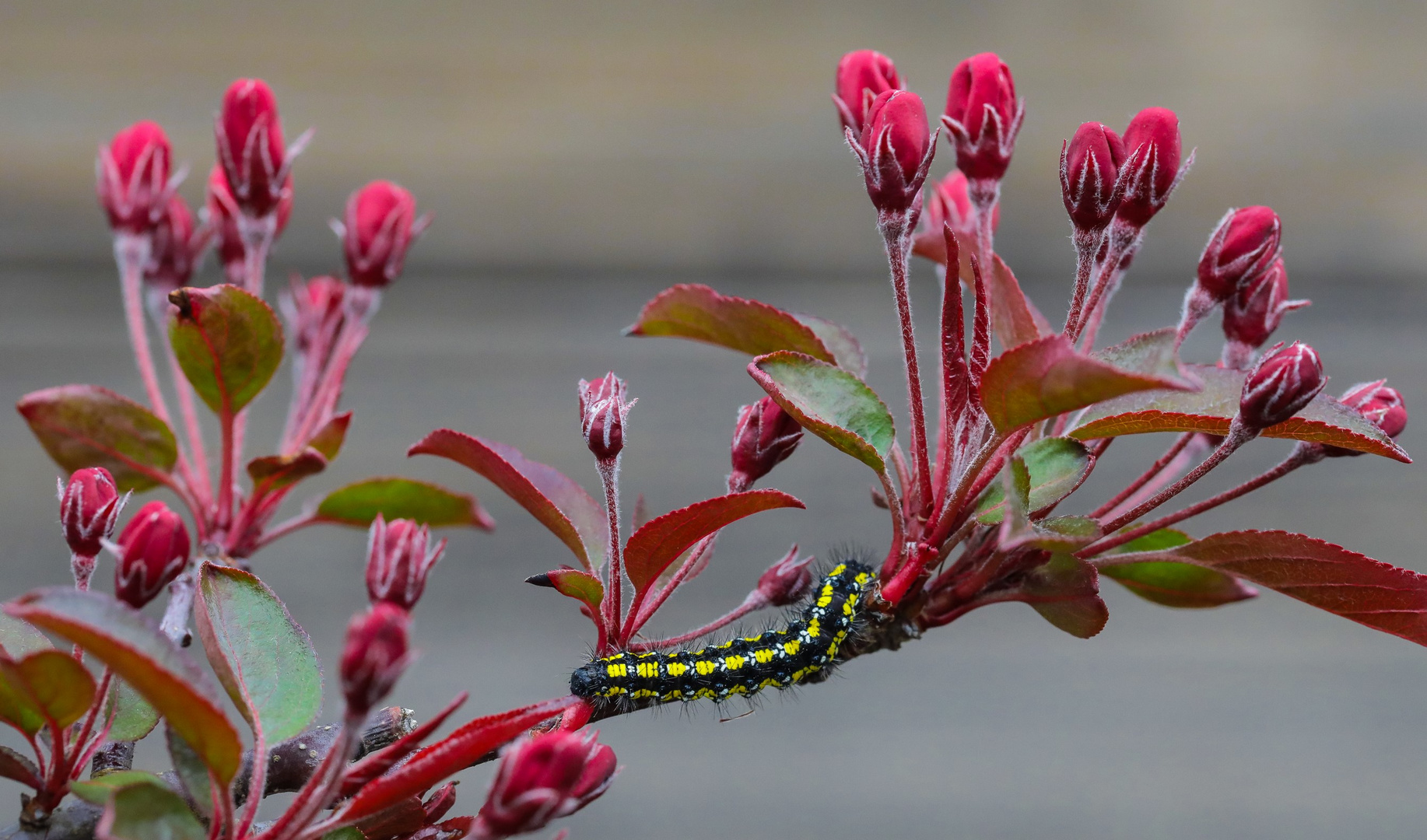 Schönbär Raupe Foto & Bild | tiere, wildlife, schmetterlinge Bilder auf ...