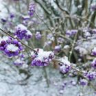 Schönbeere im Schnee