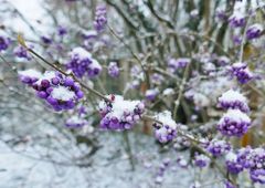 Schönbeere im Schnee