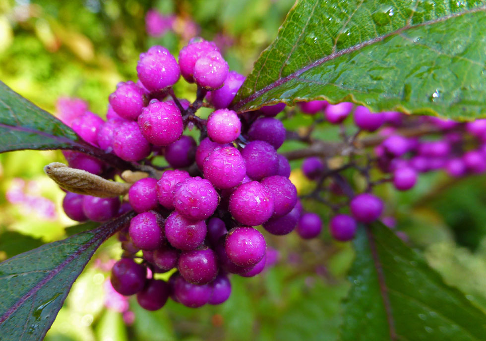 Schönbeeren am Morgen