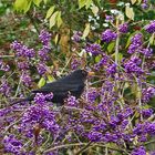 Schönbeeren und Amsel