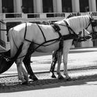 Schönbrunn 2