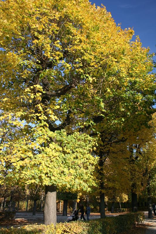 Schönbrunn im Herbst