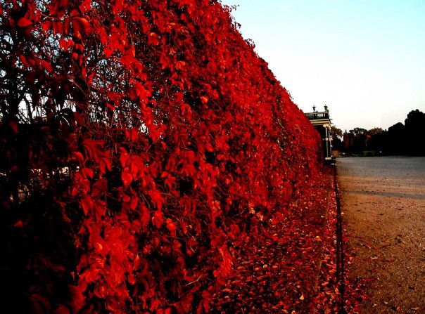 schoenbrunn in red