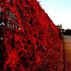 schoenbrunn in red