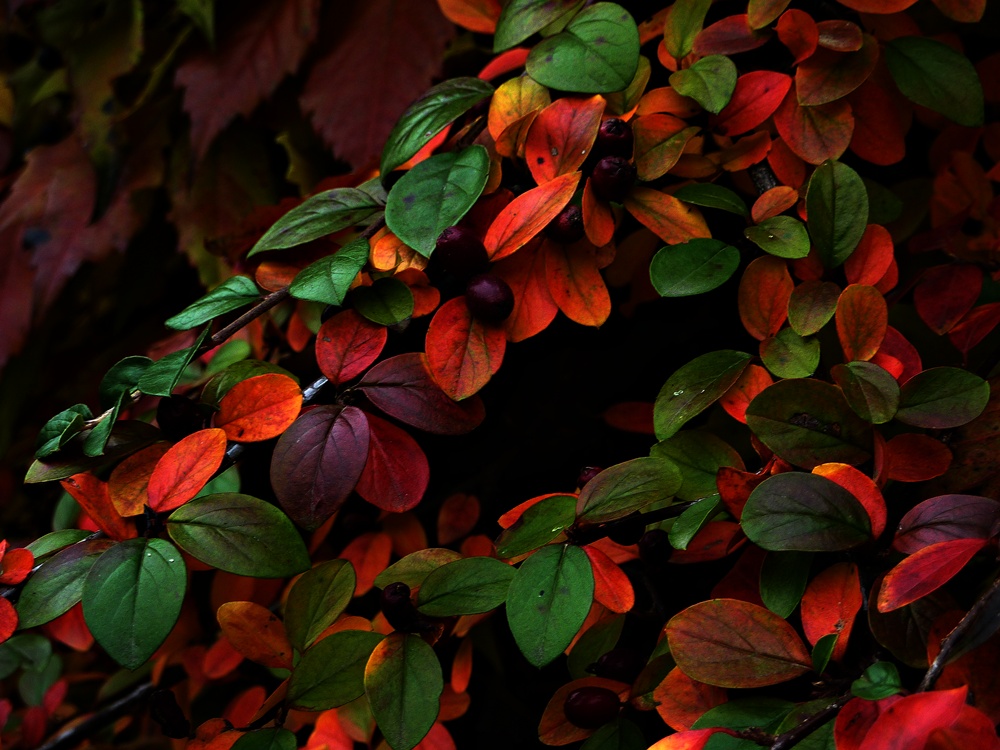 Schönbrunner Herbstfarben