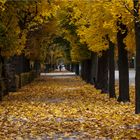 Schönbrunner Herbstwege