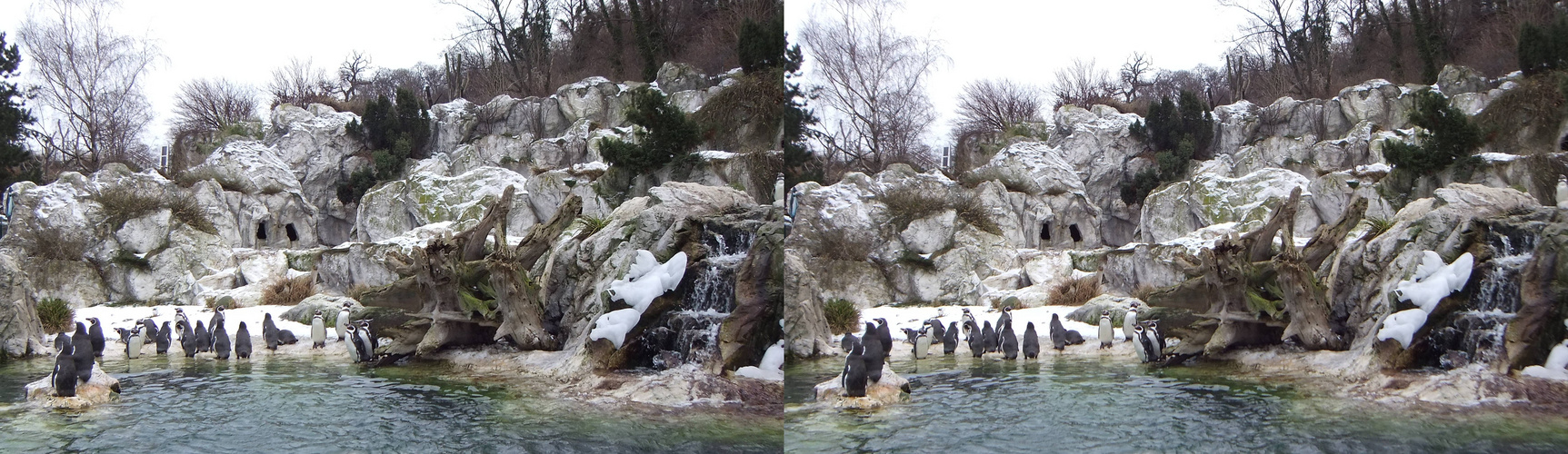 Schönbrunner Pinguine