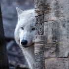 Schönbrunner Tiergarten Arktischer Wolf