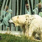 Schönbrunner Tiergarten Eisbäre