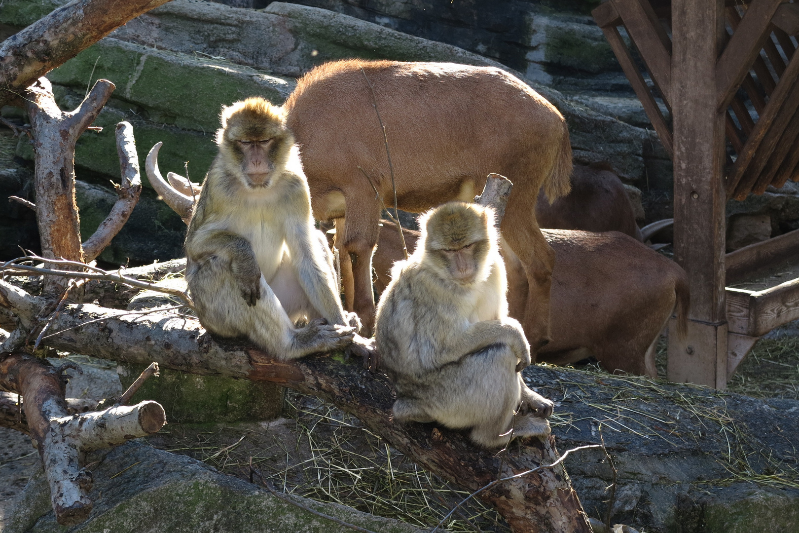 Schönbrunner Zoo-Impressionen 9