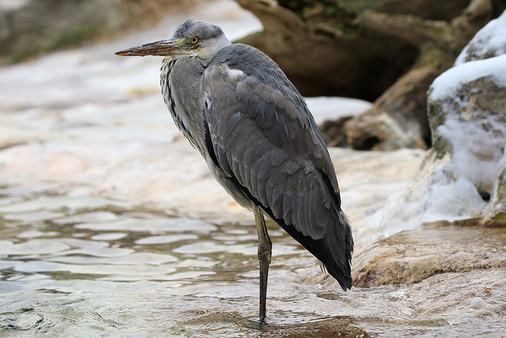 Schönbrunn_Reiher