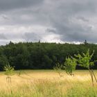 Schönbuch bei Böblingen: Graslandschaft