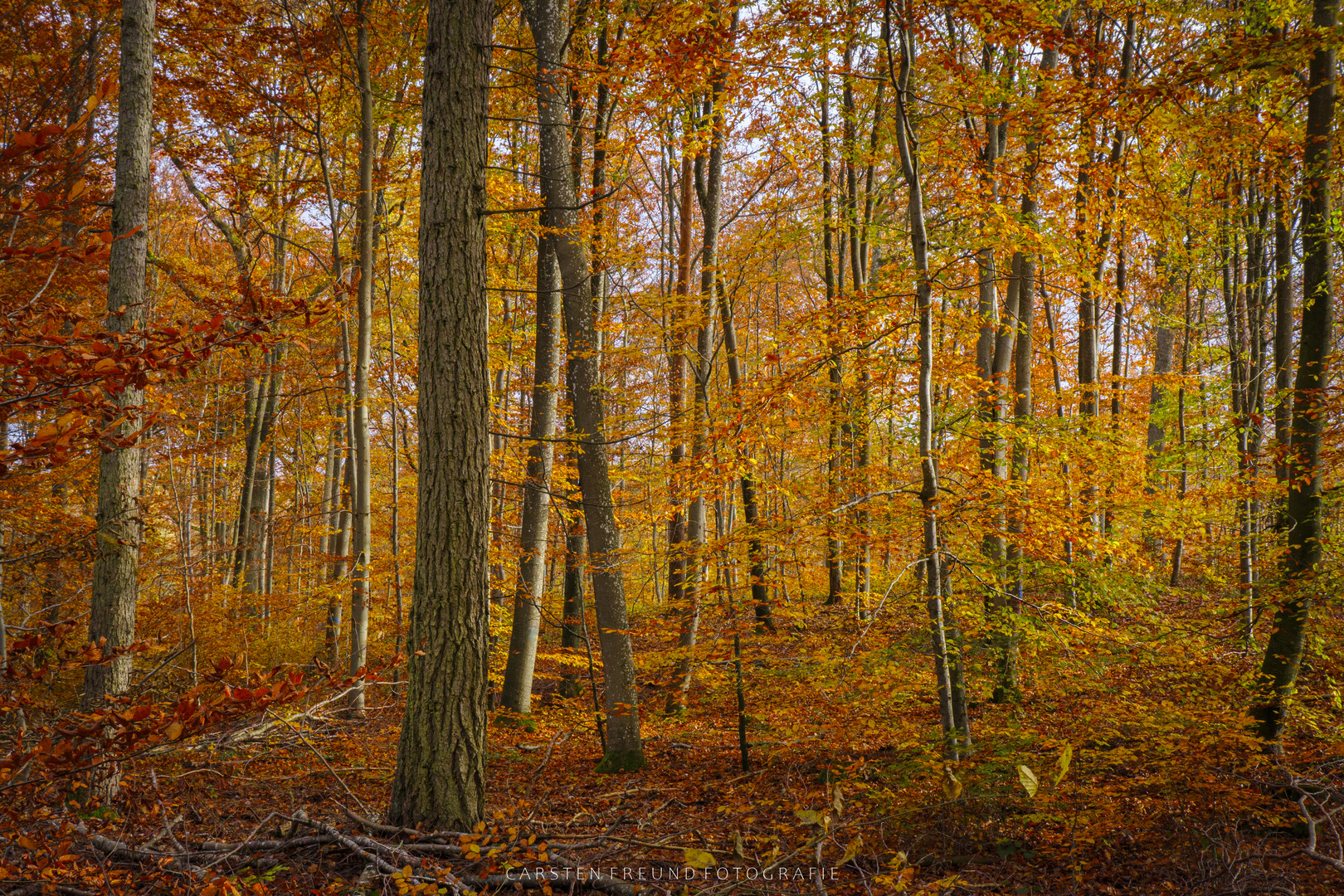 Schönbuch im Herbst