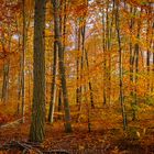 Schönbuch im Herbst