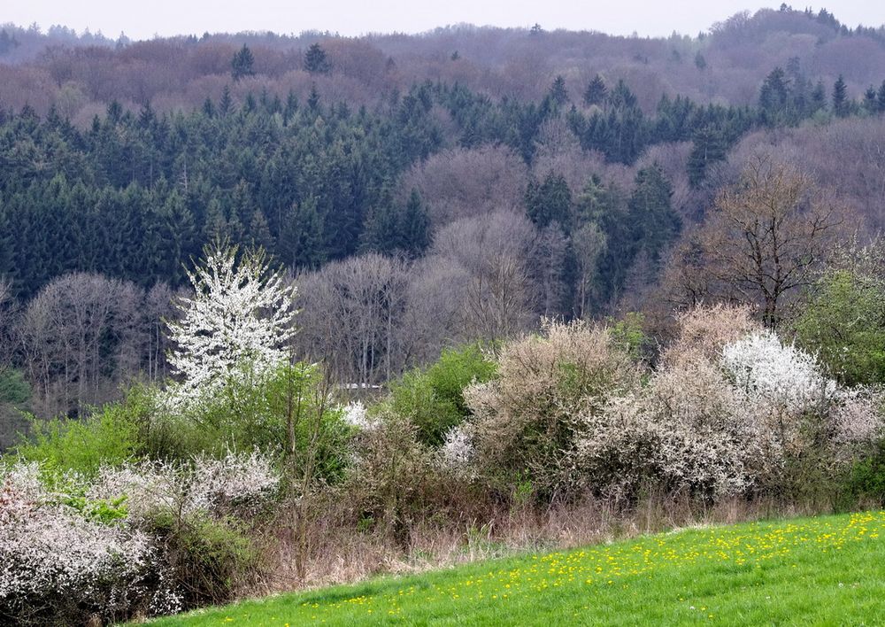 Schönbuch - Wald des Jahres 2014