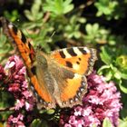 Schöne ablichtung im Garten zu Hause.