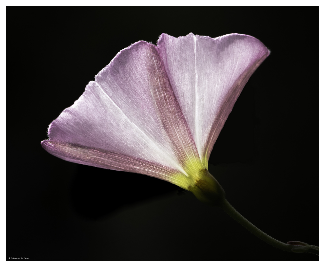 Schöne - Ackerwinde ( Convolvulus arvensis)