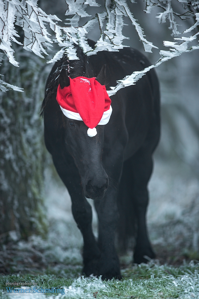 Schöne Adventszeit ...