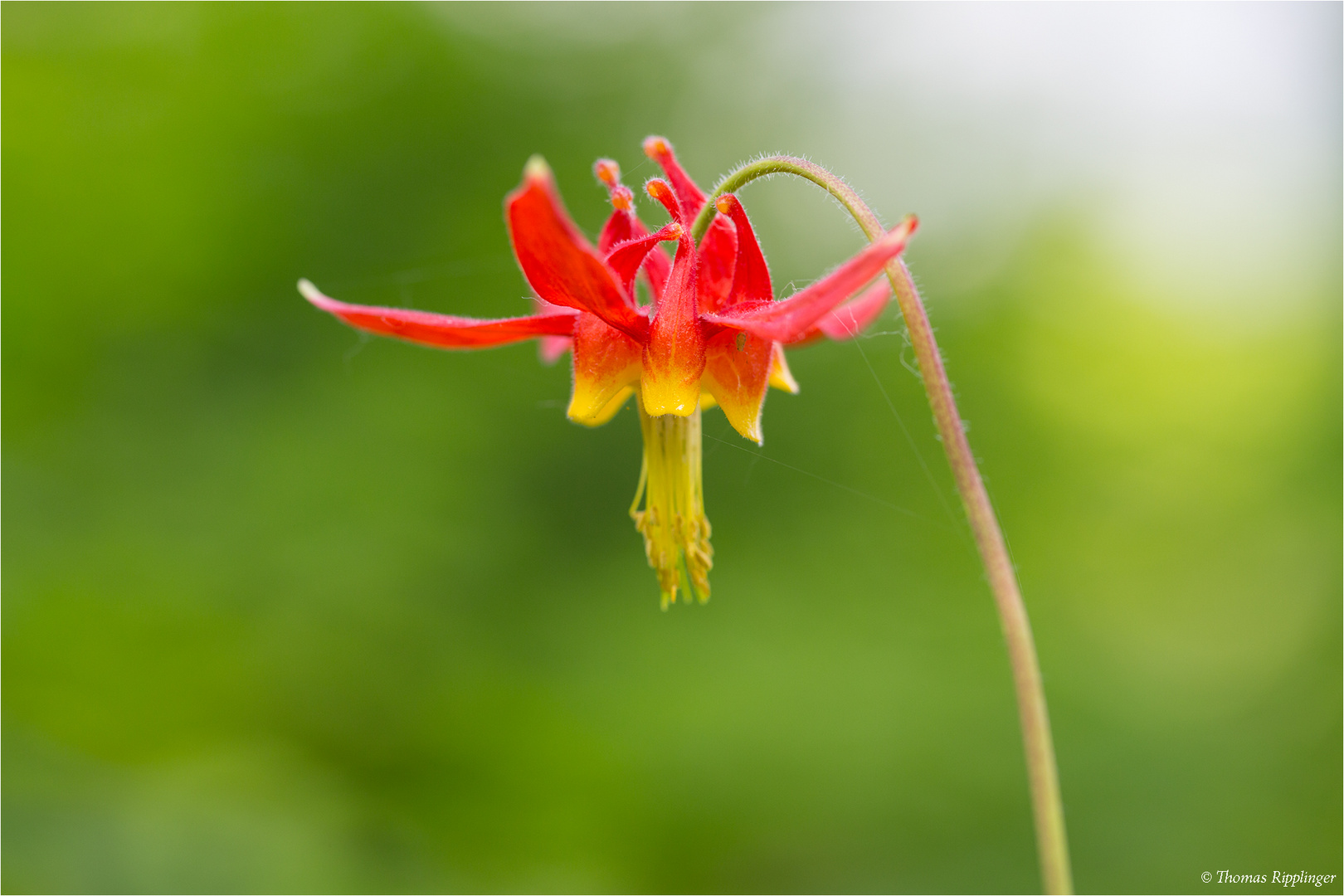 Schöne Akelei (Aquilegia formosa) ..