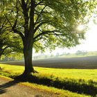 Schöne Allee auf der Ilkahöhe