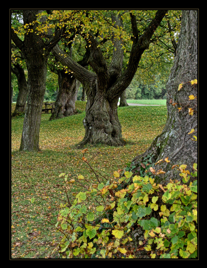 Schöne alte Bäume.... Foto & Bild | landschaft, wege und pfade, bäume ...