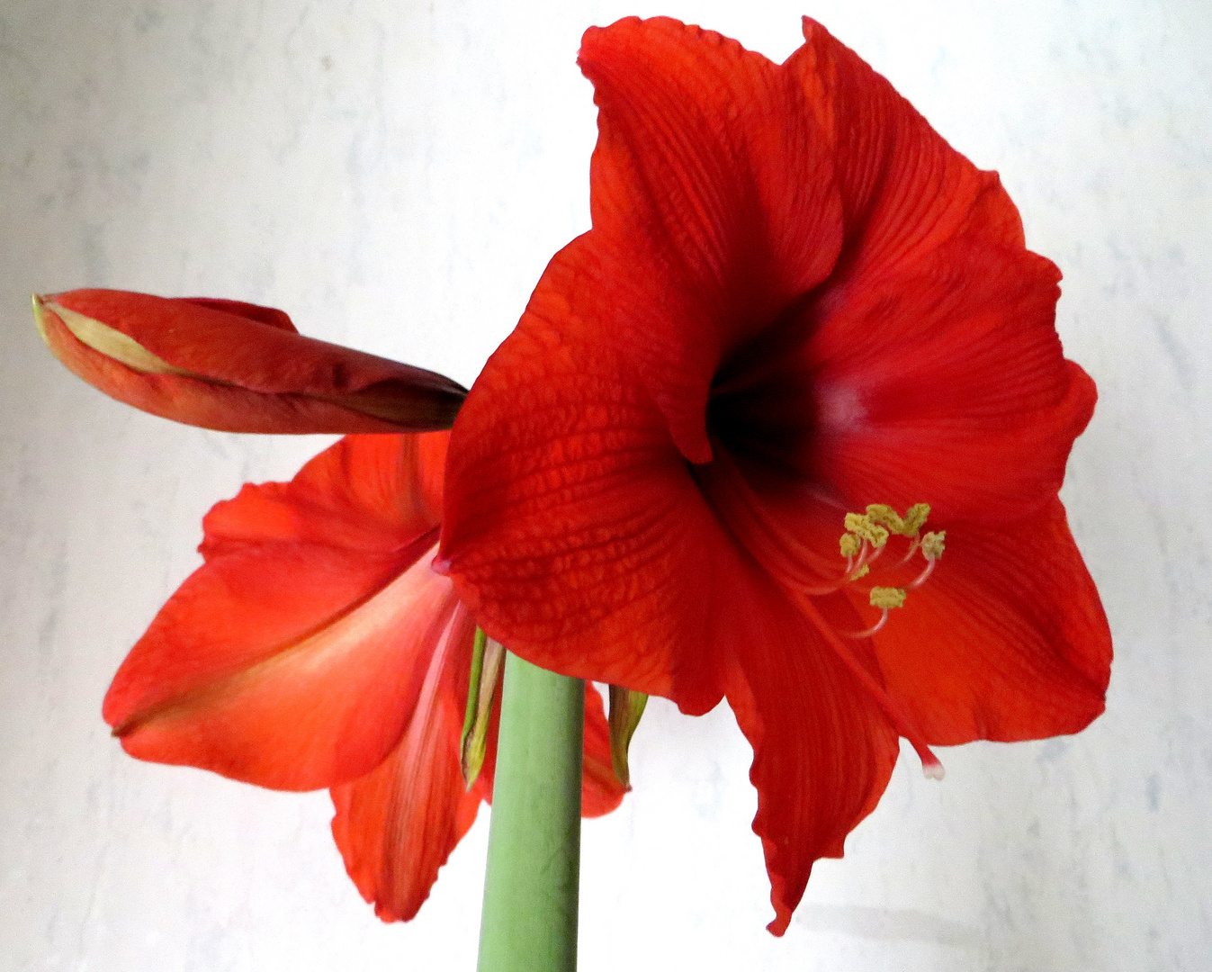 Schöne Amaryllis Foto & Bild pflanzen, natur Bilder auf
