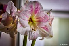 Schöne Amaryllis