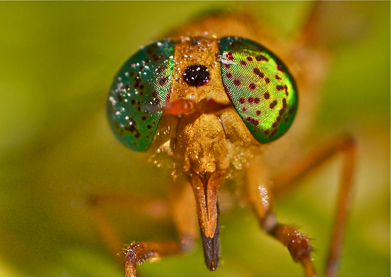 Schöne Augen