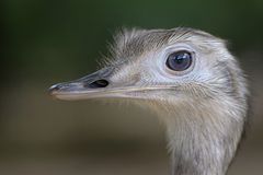 Schöne Augen