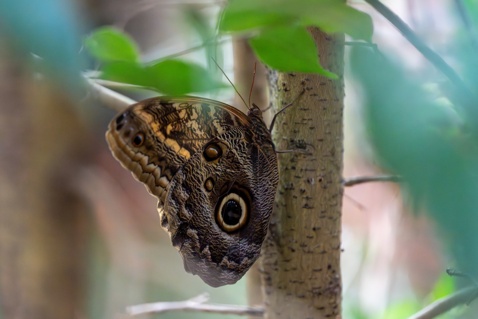 Schöne Augen