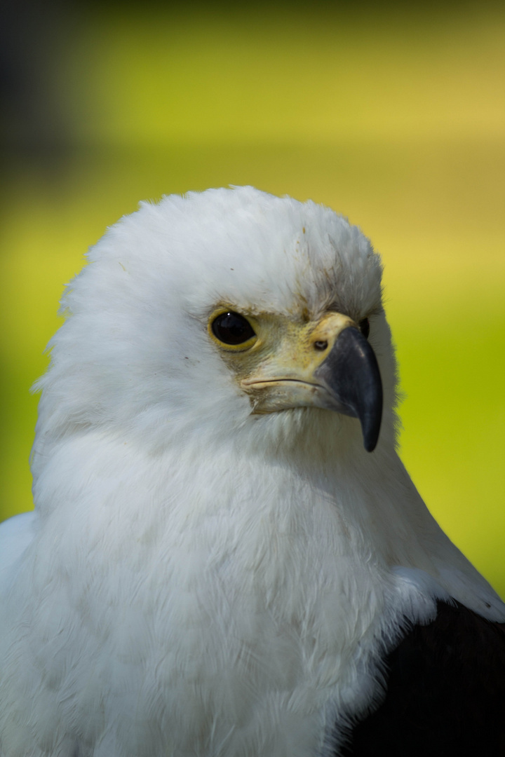 Schöne Augen